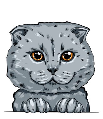 Kedi ağızlığının renkli bir portresi. kedi portresi güzel gözler minimalist grafik illüstrasyon. Elle çizilmiş bir kedi portresi. Safkan bir evcil hayvanın kedi kabarık portresi. İngiliz kedisi