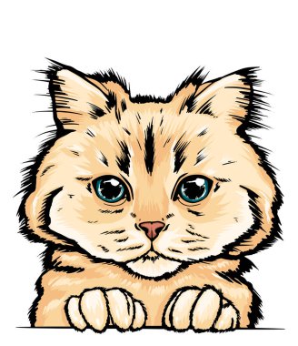 Kedi ağızlığının renkli bir portresi. kedi portresi güzel gözler minimalist grafik illüstrasyon. Elle çizilmiş bir kedi portresi. Safkan bir evcil hayvanın kedi kabarık portresi. Sibirya kedisi