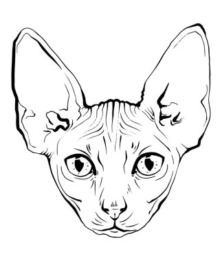 vektör kedi el çizimi. Sfenks kedisinin siyah ve beyaz ağızlığı. Mürekkeple çizilmiş siyah beyaz kedi portresi. Arka planda safkan bir hayvanın kedi kabarık portresi