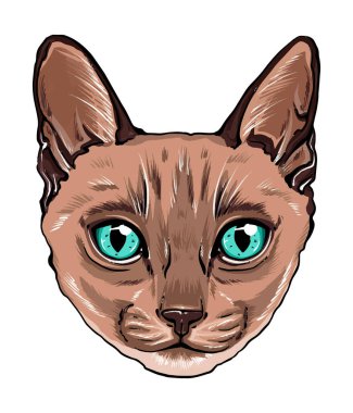 Kedi ağızlığının renkli bir portresi. kedi portresi güzel gözler minimalist grafik illüstrasyon. Elle çizilmiş bir kedi portresi. Safkan bir evcil hayvanın kedi kabarık portresi. Siyam kedisi
