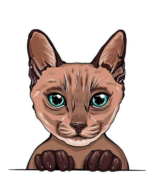 Retrato Colorido Hocico Gato Retrato Gato Hermosos Ojos Ilustración Gráfica — Vector de stock