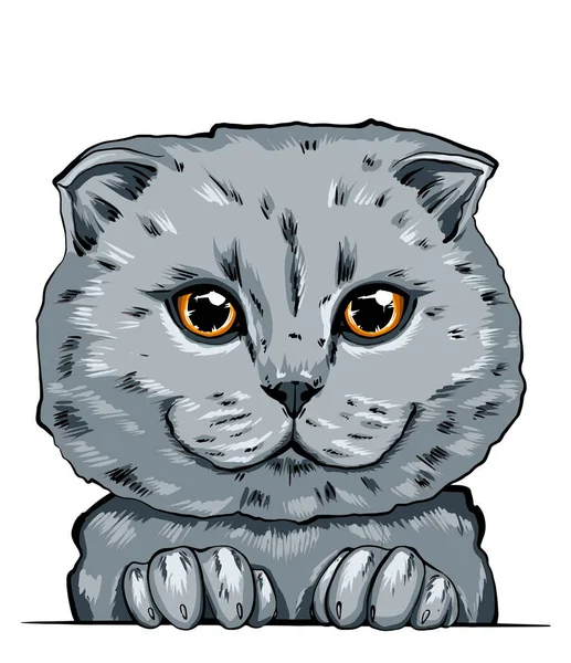 Kedi ağızlığının renkli bir portresi. kedi portresi güzel gözler minimalist grafik illüstrasyon. Elle çizilmiş bir kedi portresi. Safkan bir evcil hayvanın kedi kabarık portresi. İngiliz kedisi