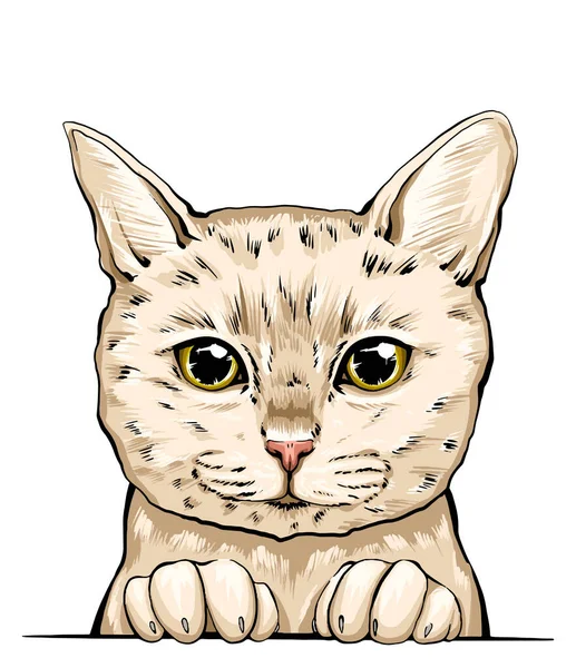 Kedi ağızlığının renkli bir portresi. kedi portresi güzel gözler minimalist grafik illüstrasyon. Elle çizilmiş bir kedi portresi. Safkan bir evcil hayvanın kedi kabarık portresi. Amerikan kedisi