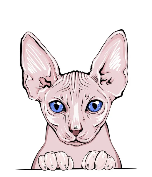 고양이 주둥이의 초상화 고양이의 아름다운 최소화 그래픽 일러스트 손으로 고양이의 — 스톡 벡터