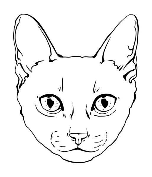 Bozal Blanco Negro Gato Siamés Retrato Gato Gráficos Blanco Negro — Vector de stock