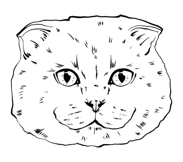 Schwarz Weiße Schnauze Einer Britischen Katze Porträt Einer Katze Schwarz — Stockvektor