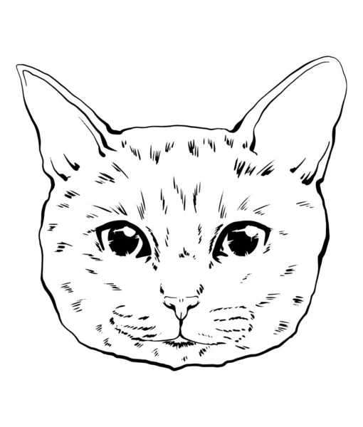 Vector Dibujo Retrato Gato Dibujado Mano Bozal Blanco Negro Gato — Archivo Imágenes Vectoriales