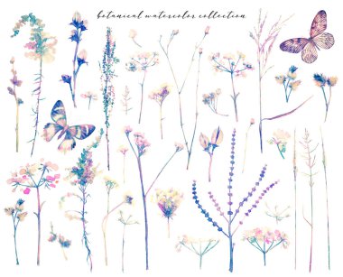 Çiçek açan suluboya elementler Büyük set yaban çiçekleri, yapraklar, dallar, otlar orman, bahçe, beyaz arka planda izole edilmiş vahşi botanik çizimleri