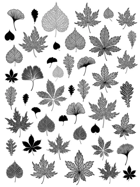 Ginkgo Biloba Oak Linden Chestnut Leaf Set Vector Black White — Stock Vector