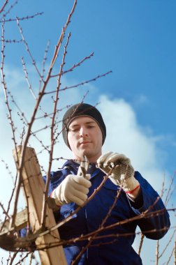 Bahçıvan budama kayısı Brunch 'ları