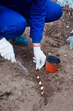 Yere sarımsak dikim 