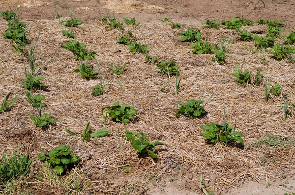 Piante di patate che crescono in un campo — Foto Stock