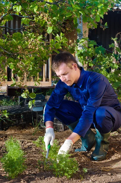 Young man raking soil near parsley Royalty Free Stock Images