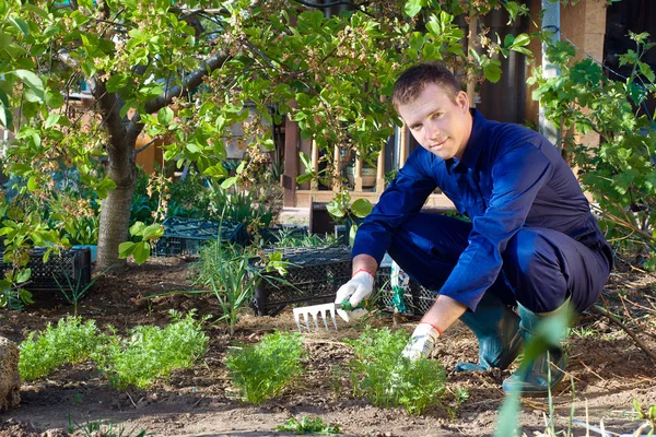Young man raking soil near parsley — Stock Photo, Image