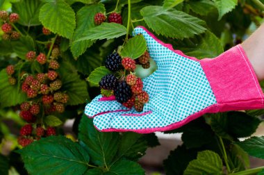 Blackberry çiftçinin elinde. 