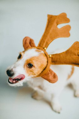 Jack russell terrier dog wearing deer horns licking with tongue