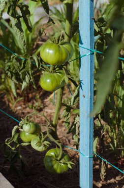 Staking of green tomatoes