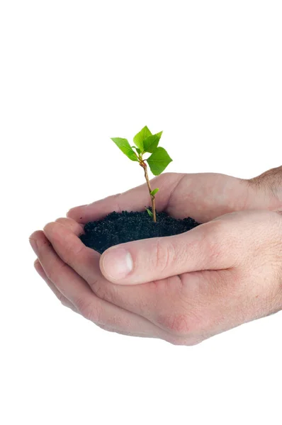 Male hands holding young tree seedling — Stockfoto