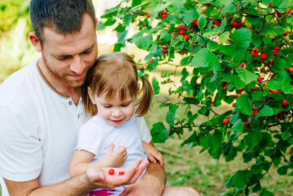 Familiäres Outdoor Aktivitätskonzept Vater Und Tochter Ernten Weißdornbeeren Garten — Stockfoto