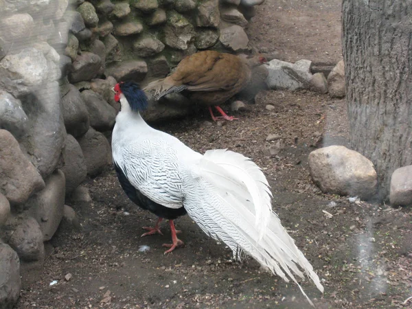 A pair of silver pheasants in the aviary — Stock Photo, Image