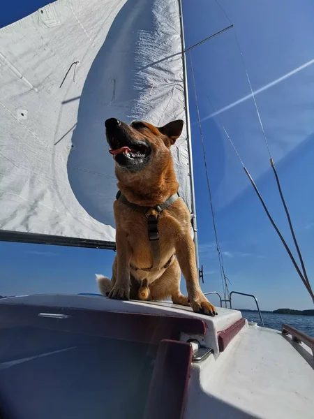 Australian Cattle Dog on a white sailing boat with blue sky and sunshine