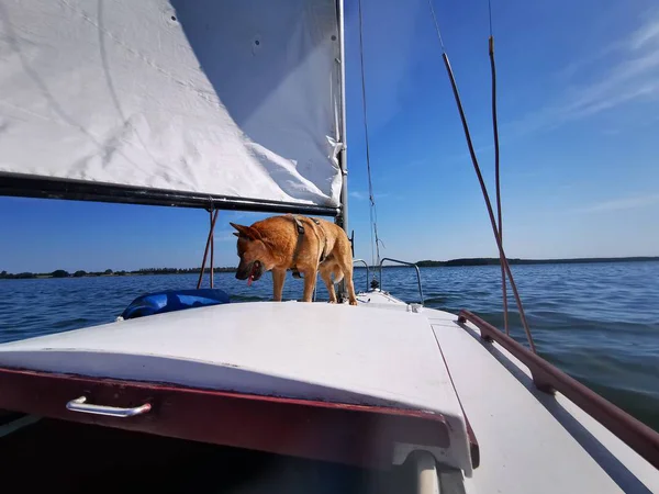 Australian Cattle Dog on a white sailing boat with blue sky and sunshine