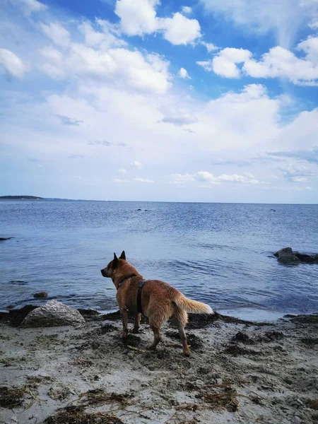 Australian Cattle Dog on The coastline from the island of Rgen with blue water and beach on day with clear sky