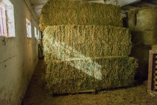 Gras bundels gestapeld — Stockfoto