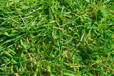 çim sahası, arka plan, doku