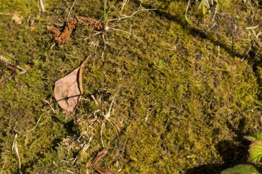 Moss bir gövde, doku, arka plan