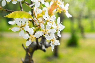 ışık bol bir şube beyaz çiçekler