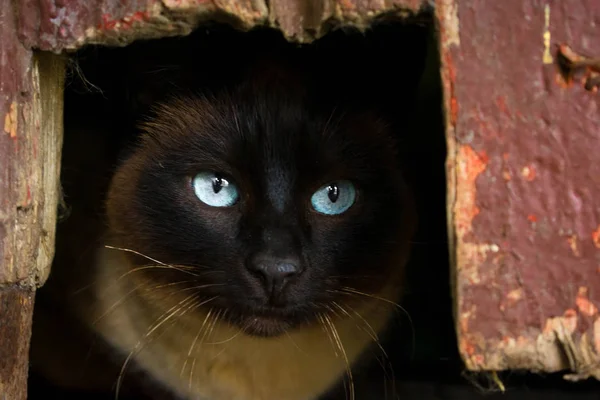 Chat foncé dans un trou aux yeux clairs — Photo