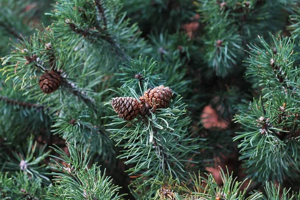 Spruce branches with cones into branches outdoors. Pine branches with cones. Brown cones of green spruce, pine needles, forest backgrounds.
