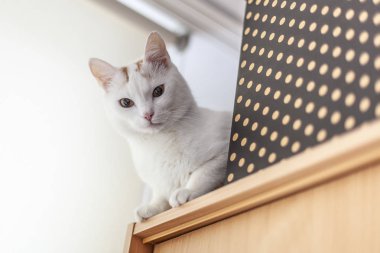 Dolabın üzerinde beyaz kedi