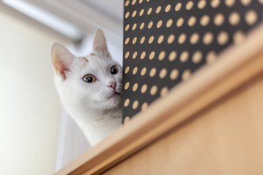 Dolabın üzerinde beyaz kedi