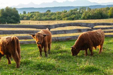 Otlaktaki uzun saçlı inekler - İskoç ırkı, tüylü saçlar