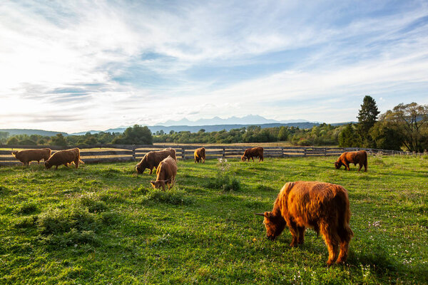 длинноволосые коровы на пастбище - шотландская порода, лохматые волосы
