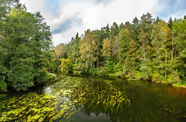 Yna River Seaweed Forest Olsztyn Warmia Mazury Poland Europe — Stock Photo, Image