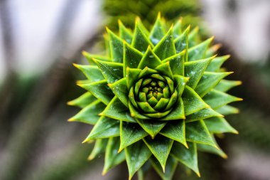 Yeşil bitki makroda