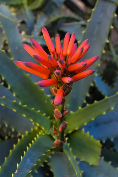 Aloe Plant Closeup Italy — Stock Photo, Image