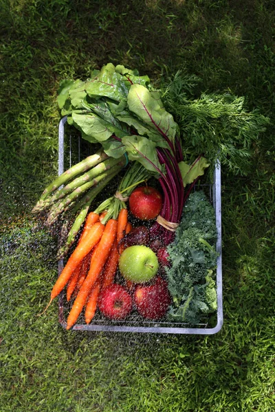 Légumes tout droit sortis du jardin. Alimentation écologique naturelle . — Photo
