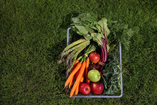 Verduras orgánicas saludables de su propio huerto . — Foto de Stock