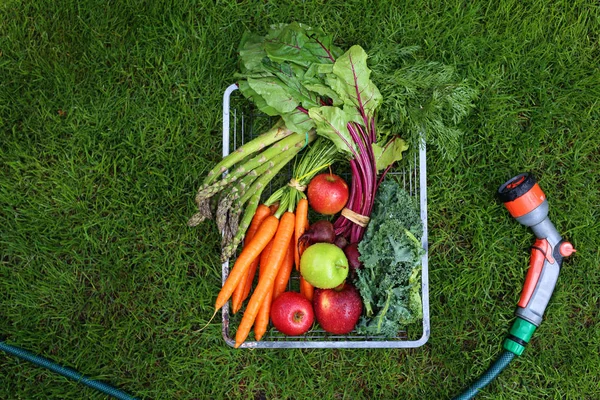Légumes tout droit sortis du jardin. Alimentation écologique naturelle . — Photo