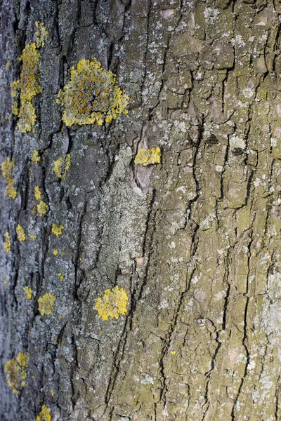 Textura da casca da árvore, com líquen e musgo — Fotografia de Stock