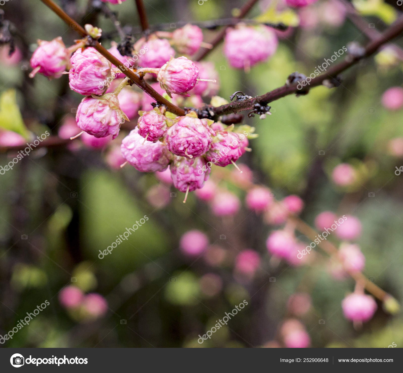 Flowering Prunus Triloba Tree With Three Blades After Rain Stock Photo C Kajasja 252906648