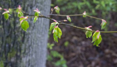 yağmur sonrası ilk tarama huş ağacı yaprakları