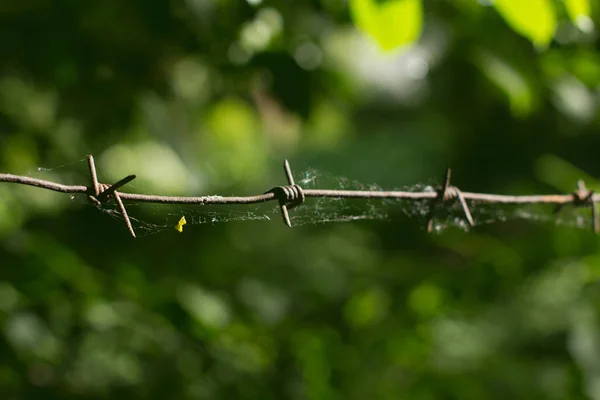 Web Barbed Wire Foliage — Stock Photo, Image