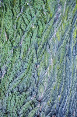 ağaç mavi kabuk dokusu ile yeşil yosun