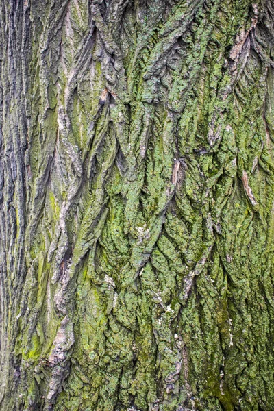 树棕色树皮纹理与绿色苔藓 — 图库照片
