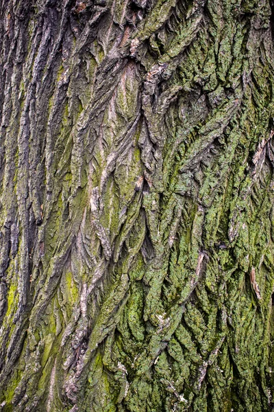 Textura de corteza marrón árbol con musgo verde — Foto de Stock